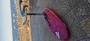 Gong  Curve Xl
