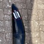 Sabfoil  1250 tortuga 